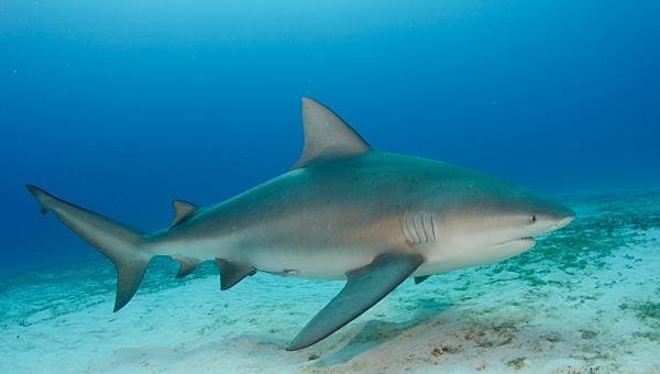 Tiburones en las Bahamas