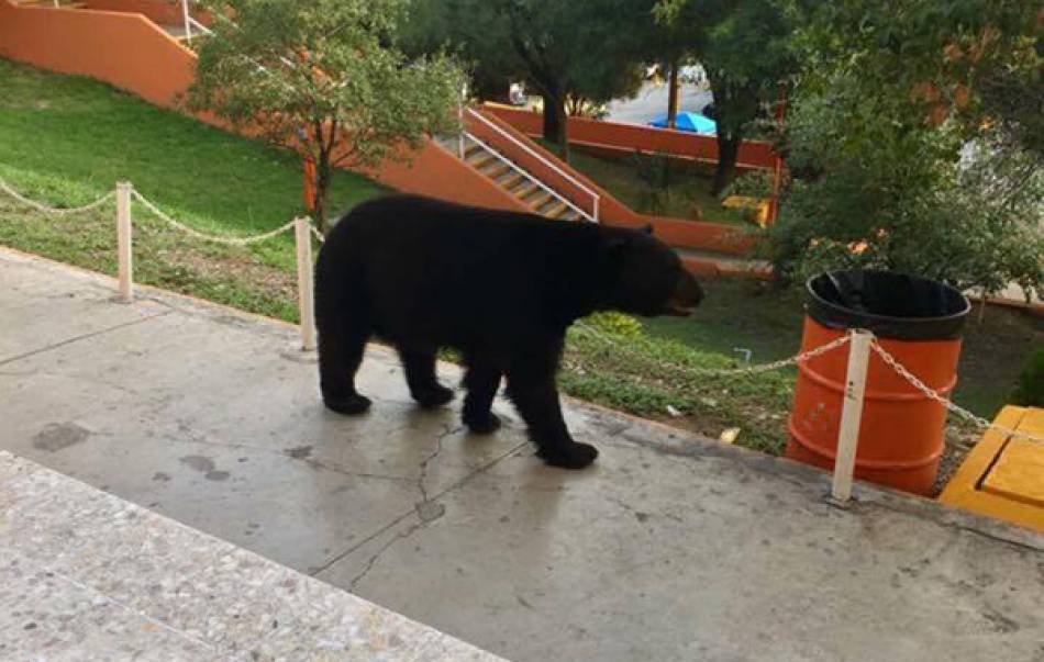 osos paseando por FCC