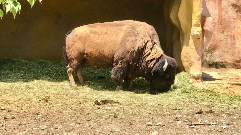 Bisonte americano muere por causas naturales y lo confirman mediante un comunicado emitido por las autoridades del Parque Zoológico La Pastora.