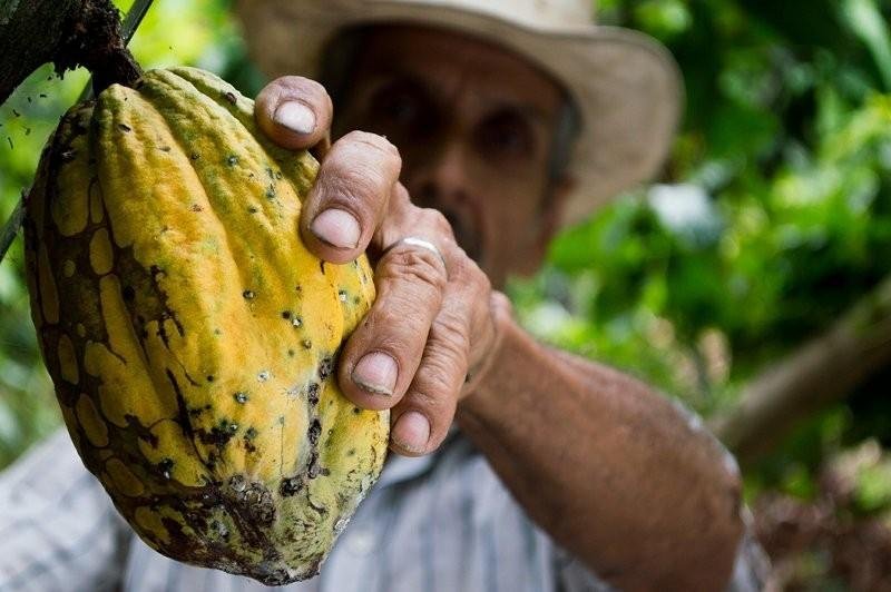 El cacao como medio sostenible para llevar a cabo prácticas que no afecten los ecosistemas.