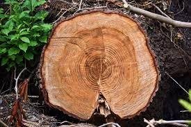 Expertos editan árboles genéticamente para permitir una producción sostenible de madera
